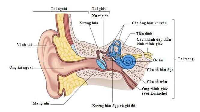 Cập nhật 75+ về mô hình cấu tạo tai người hay nhất